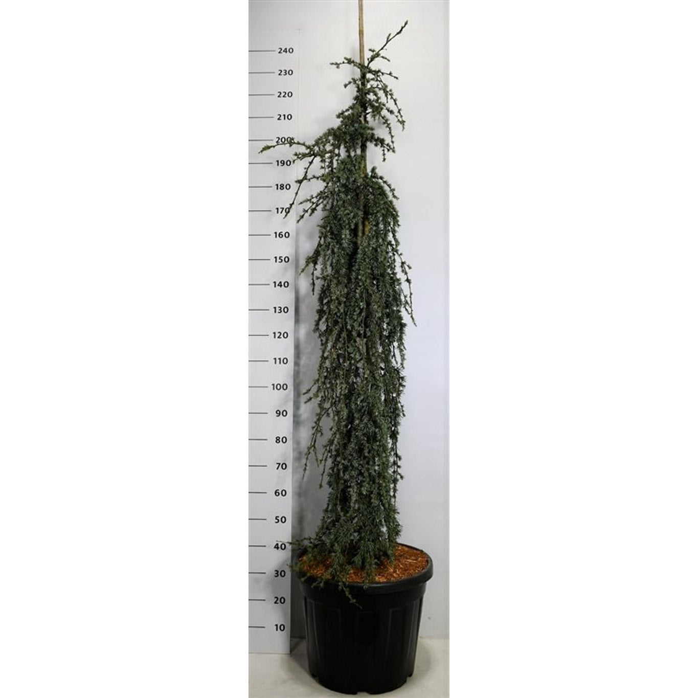 Libanonceder – Cedrus libani 'Blue Fountain' - C55 175-200 cm.
